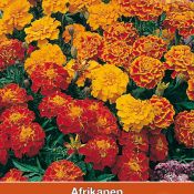 Tagetes patula nana 'Bonita'