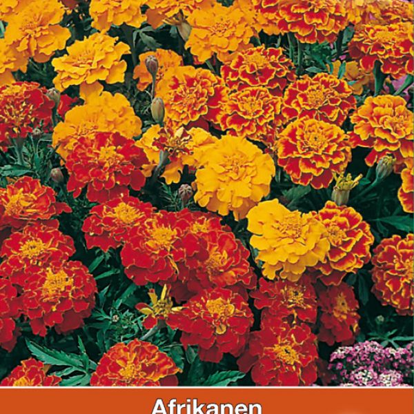 Tagetes patula nana 'Bonita'