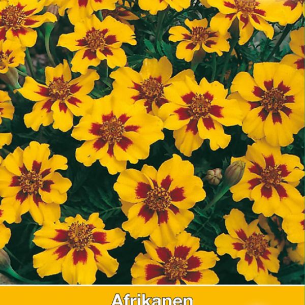 Tagetes patula nana 'Marietta'