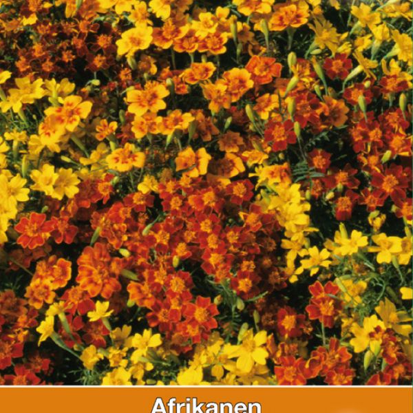 Tagetes tenuifolia 'Starfire Mix'