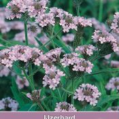 Verbena rigida 'Polaris'