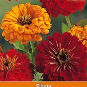 Zinnia elegans 'California Sun'