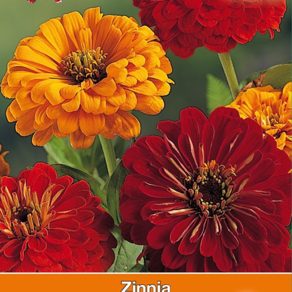 Zinnia elegans 'California Sun'