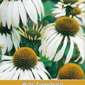 Echinacea purpurea 'Alba'