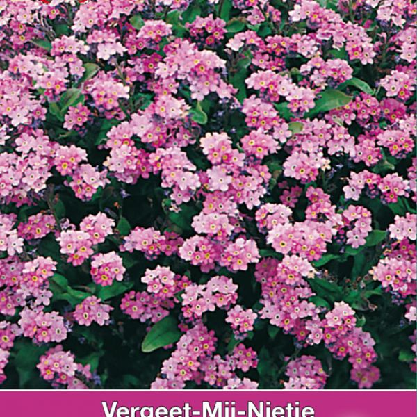 Myosotis sylvatica 'Roze'