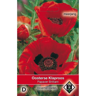 Papaver orientale 'Brilliant'