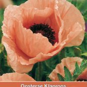 Papaver orientale 'Konigin Alexandra'