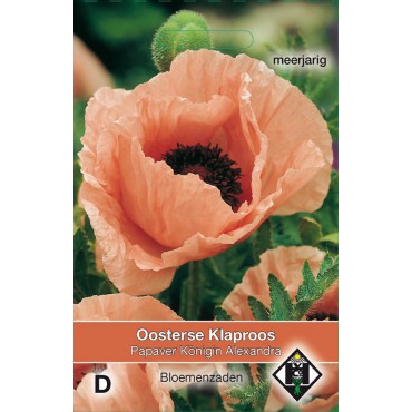 Papaver orientale 'Konigin Alexandra'