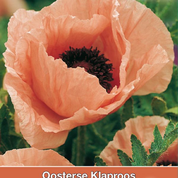 Papaver orientale 'Konigin Alexandra'