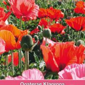 Papaver orientale 'Pizzicato'