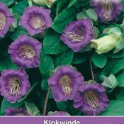 Cobaea scandens 