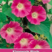 Ipomoea purpurea 'Crimson Rambler'