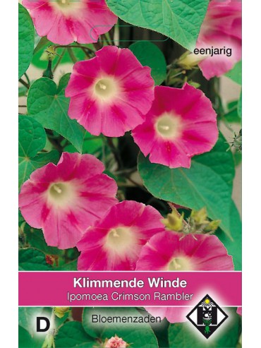 Ipomoea purpurea 'Crimson Rambler'