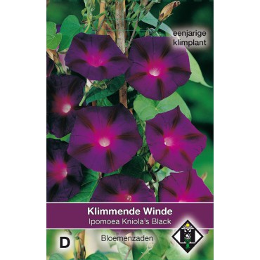 Ipomoea purpurea 'Kniola's Black'