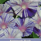 Ipomoea purpurea 'Venice Blue'