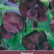 Lathyrus odoratus 'Royal Maroon'