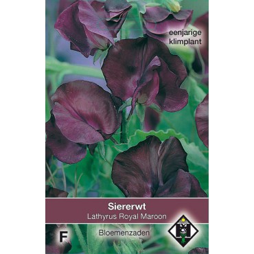 Lathyrus odoratus 'Royal Maroon'