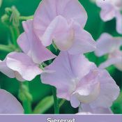 Lathyrus odoratus 'Leamington'