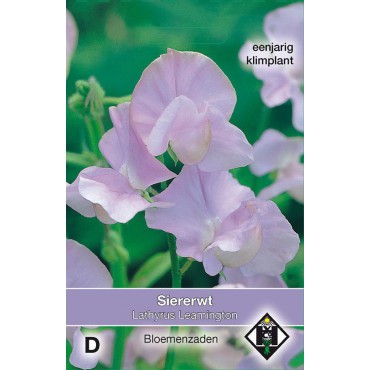 Lathyrus odoratus 'Leamington'