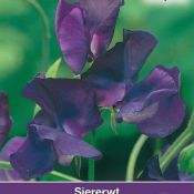 Lathyrus odoratus 'Flagship'