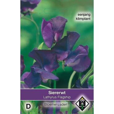 Lathyrus odoratus 'Flagship'