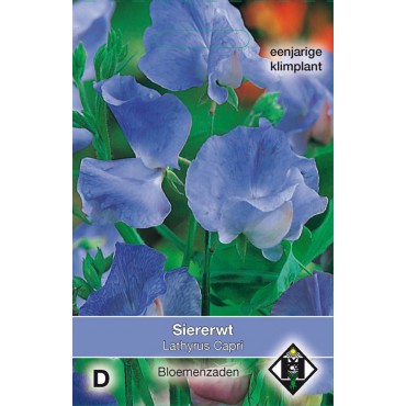 Lathyrus odoratus 'Capri'