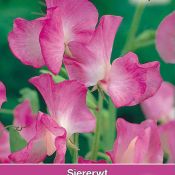 Lathyrus odoratus 'Pinkie'