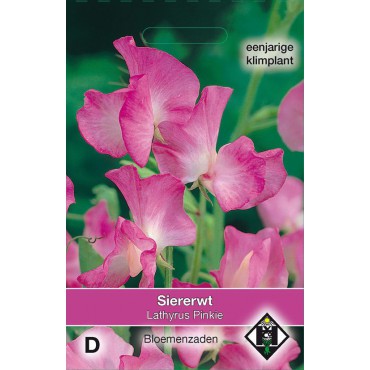 Lathyrus odoratus 'Pinkie'