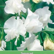 Lathyrus odoratus 'White Ensign'