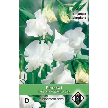 Lathyrus odoratus 'White Ensign'