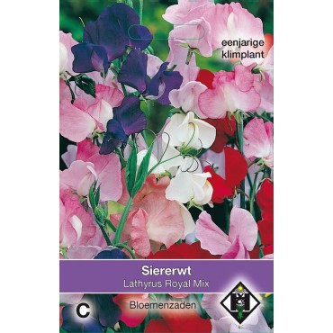 Lathyrus odoratus 'Royal Mix'