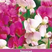 Lathyrus latifolius 'Pearl Mix'