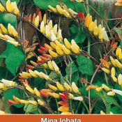 Mina lobata 'Exotic Love'