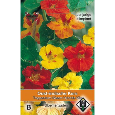 Tropaeolum majus 'Gleam Hybrids Mix'