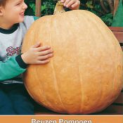 Cucurbita maxima 'Atlantic Giant'