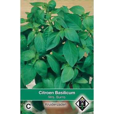 Citroen Basilicum / Ocimum basilicum 'Mrs. Burns'