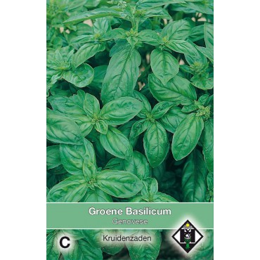 Groene basilicum / Ocimum basilicum 'Genovese'