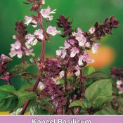 Kaneel Basilicum / Ocimum basilicum ´Cinamonette´ 