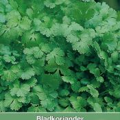 Bladkoriander / Coriandrum sativum