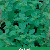 Marjolein / Origanum majorana