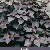 Perilla nankinensis 'Atropurpurea Laciniata'