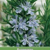 Rozemarijn / Rosmarinus officinalis