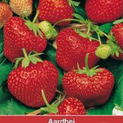 Aardbei, Fragaria x ananassa 'Sarian F1'