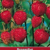 Bosaardbei, Fragaria vesca 'Mignonnette'