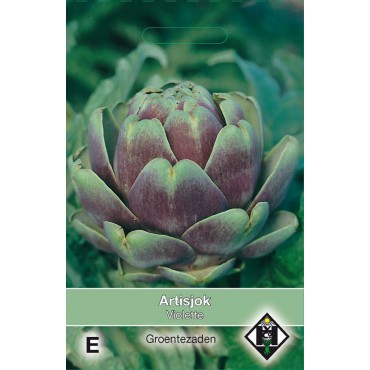 Artisjok, Cynara scolymus 'Violette'