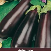 Aubergine, Solanum melongena 'Halflange Violette'