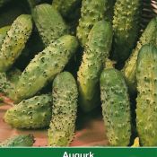 Augurk, Cucumis sativus 'Kleine groene scherpe'