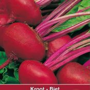 Biet - Kroot, Beta vulgaris 'Egyptische Platronde'