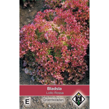 Bladsla Lollo Rossa, Lactuca sativa