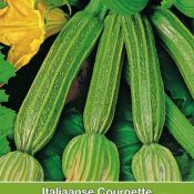 Courgette, Cucurbita pepo 'Cocozelle'